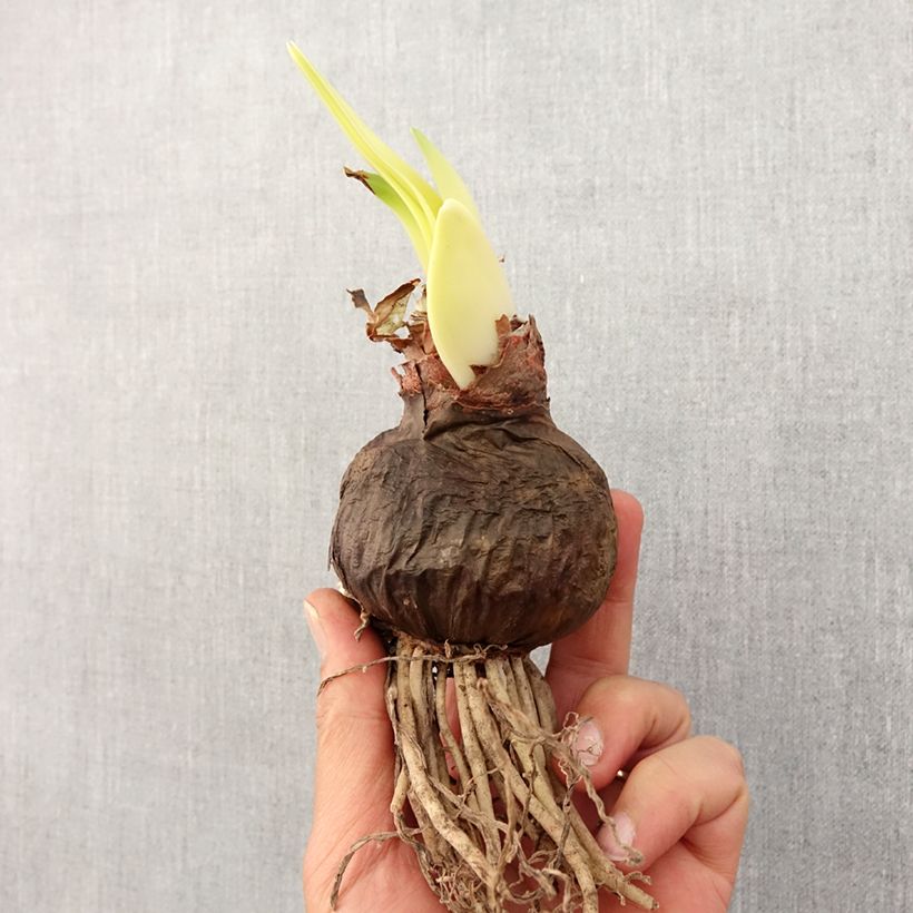 Exemplar von Hippeastrum Spotlight - Ritterstern Zwiebel Kaliber/Größe 30/32 wie im Frühjahr geliefert