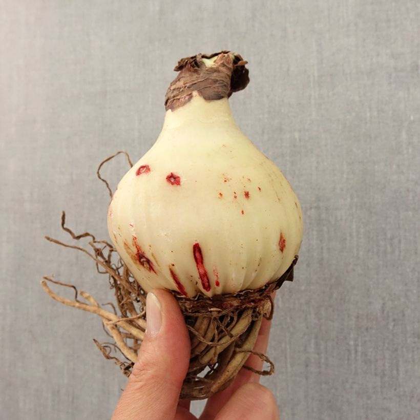 Exemplar von Hippeastrum Sweet Lilian - Ritterstern Zwiebel Kaliber/Größe 24/26 wie im Frühjahr geliefert