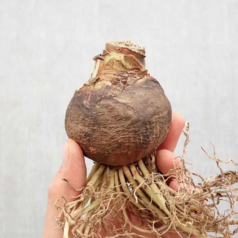 Exemplar von Hippeastrum Tres Chic - Ritterstern Zwiebel Kaliber/Größe 24/26 wie im Frühjahr geliefert