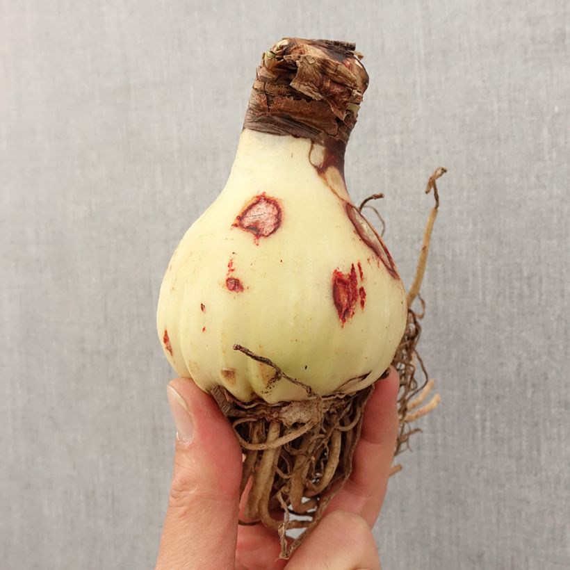 Exemplar von Hippeastrum Yellow Star - Ritterstern Zwiebel Kaliber/Größe 24/26 wie im Frühjahr geliefert