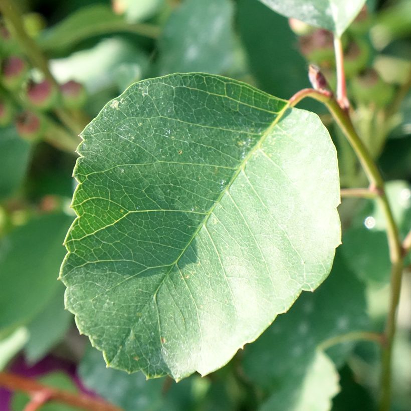Erlenblättrige Felsenbirne GreatBerry Farm - Amelanchier alnifolia (Foliage)