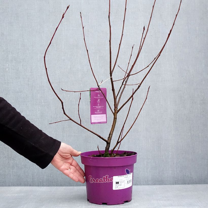 Exemplar von Amelanchier alnifolia GreatBerry Farm Pot de 3L/4L wie im Winter geliefert