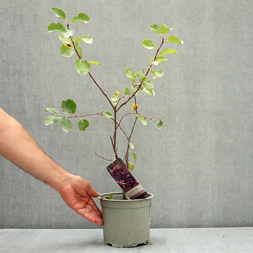 Exemplar von Erlenblättrige Felsenbirne GreatBerry Farm - Amelanchier alnifolia Topf mit 3L/4L wie im Sommer geliefert