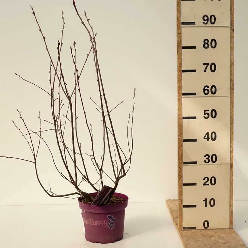 Exemplar von Erlenblättrige Felsenbirne GreatBerry Fruity - Amelanchier alnifolia Topf mit 4L/5L wie im Winter geliefert