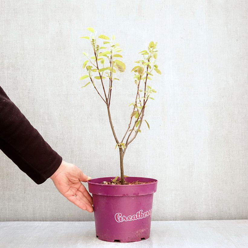 Exemplar von Erlenblättrige Felsenbirne GreatBerry Fruity - Amelanchier alnifolia Topf mit 4L/5L wie im Frühjahr geliefert