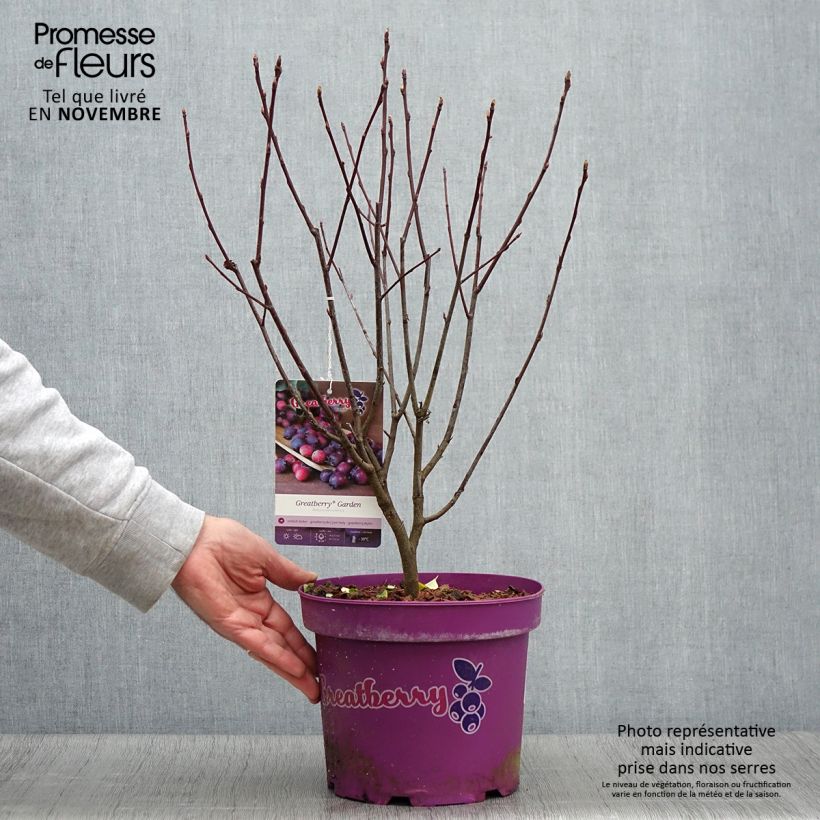 Exemplar von Amelanchier alnifolia Greatberry Garden ou Northline Pot de 3L/4L, Touffe wie im Herbst geliefert