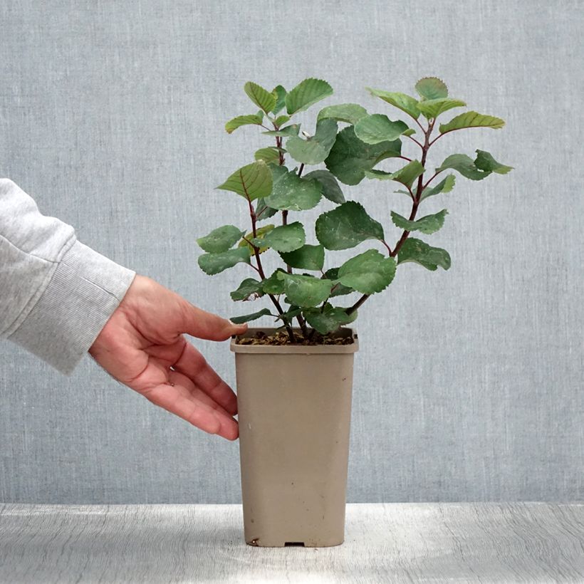 Exemplar von Erlenblättrige Felsenbirne Martin - Amelanchier alnifolia Topf mit 1,5L/2L, Strauch/Busch, mehrstämmig wie im Sommer geliefert