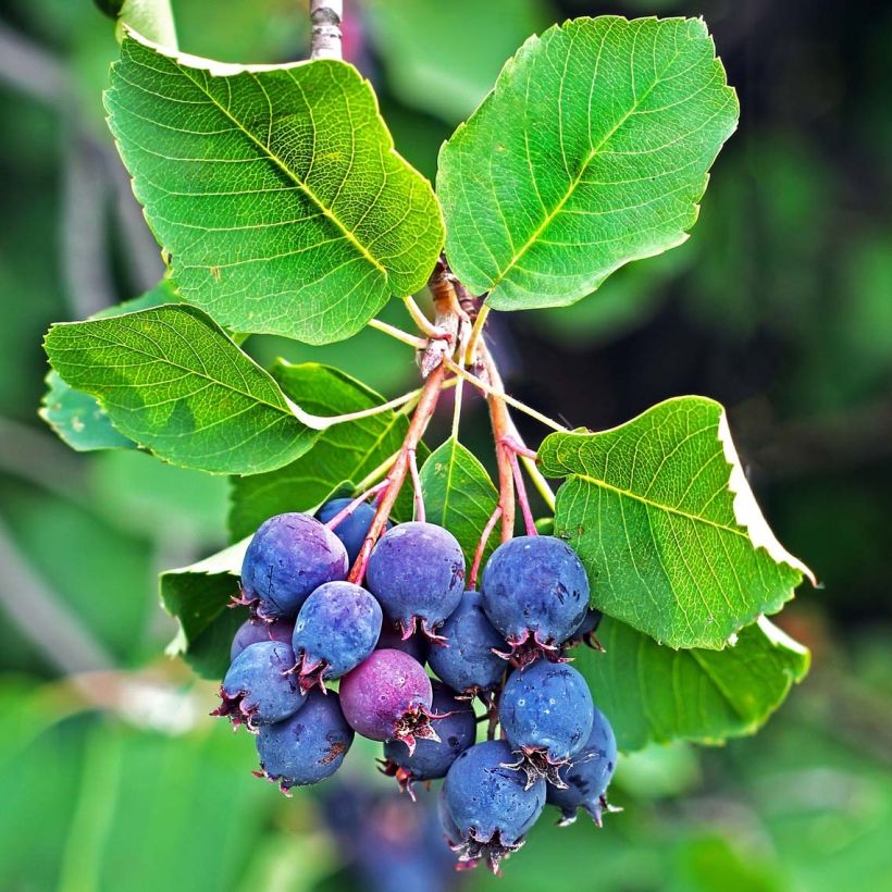 Erlenblättrige Felsenbirne Saskatoon Berry - Amelanchier alnifolia (Harvest)