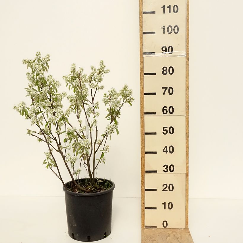 Example of Erlenblättrige Felsenbirne Saskatoon Berry - Amelanchier alnifolia Topf mit 12L/15L as you get in printemps