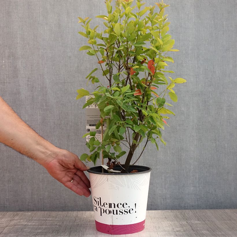 Exemplar von Amelanchier canadensis October Flame - Kanadische Felsenbirne Topf mit 4L/5L wie im Sommer geliefert