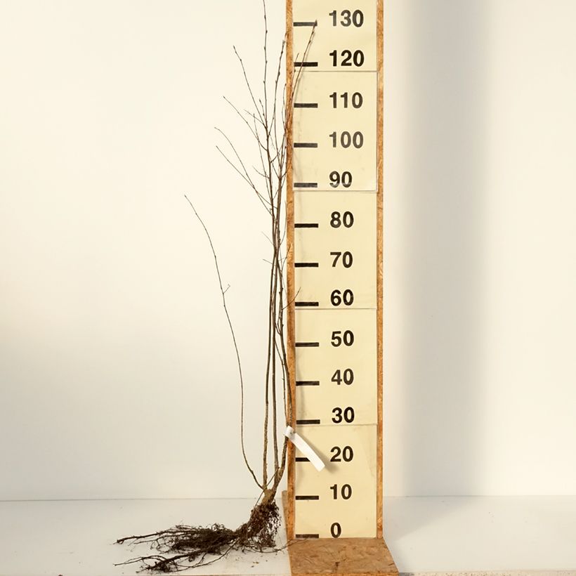 Example of Amelanchier spicata - Ährige Felsenbirne Wurzelnackt as you get in hiver