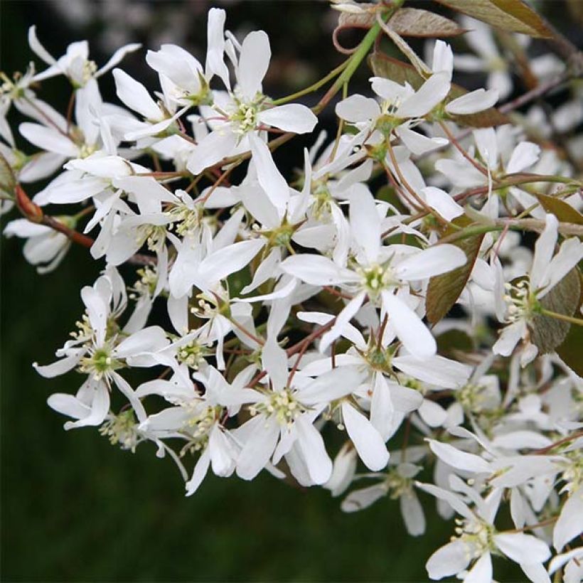 Amelanchier lamarckii - Kanadische Felsenbirne (Flowering)