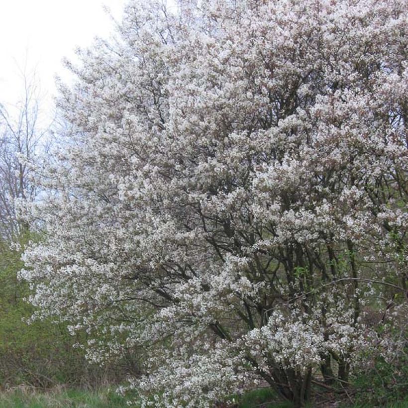 Amelanchier lamarckii - Kanadische Felsenbirne (Plant habit)