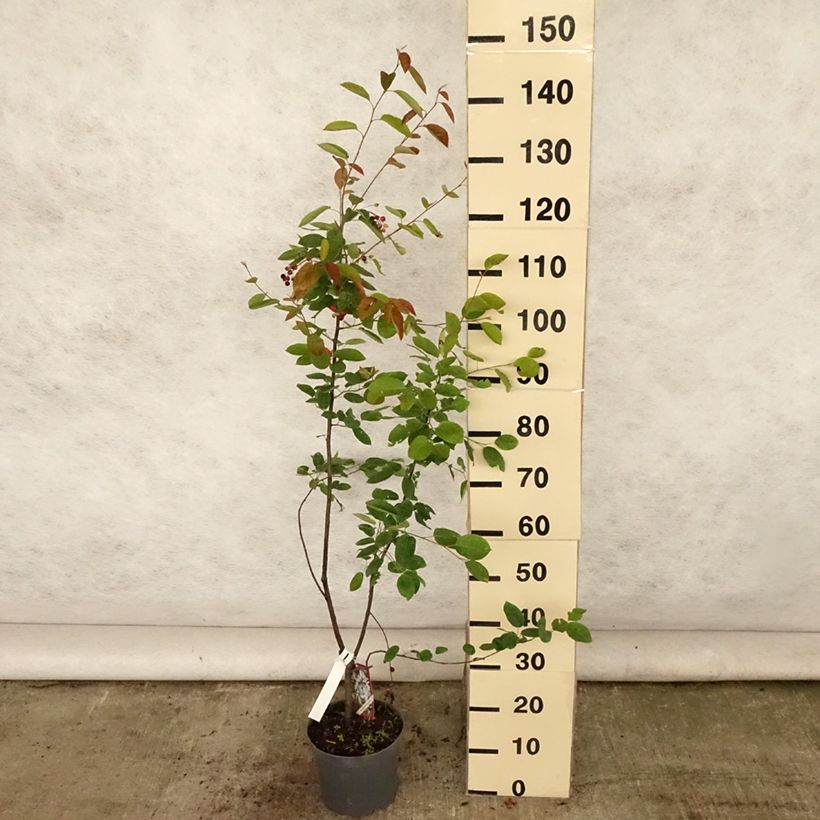 Exemplar von Amelanchier lamarckii - Kanadische Felsenbirne Topf mit 3L/4L wie im Sommer geliefert