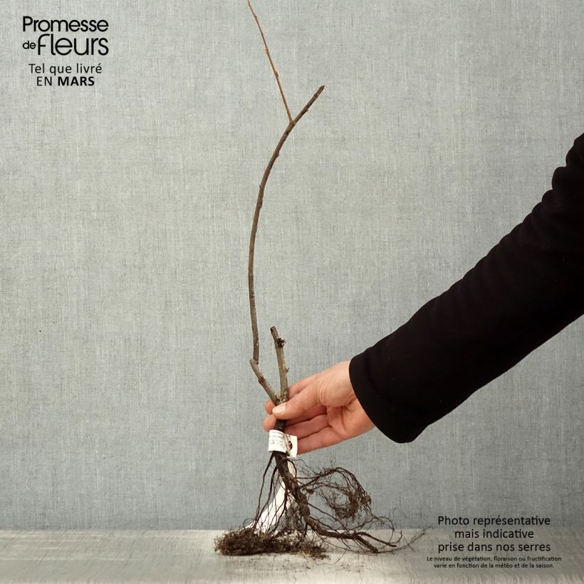 Example of Amelanchier lamarckii - Kanadische Felsenbirne Wurzelnackt as you get in printemps