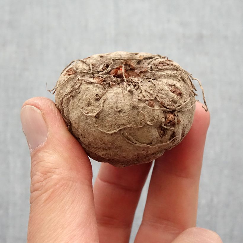 Example of Amorphophallus napalensis - Titanenwurz Zwiebel Kaliber/Größe 16+ as you get in printemps