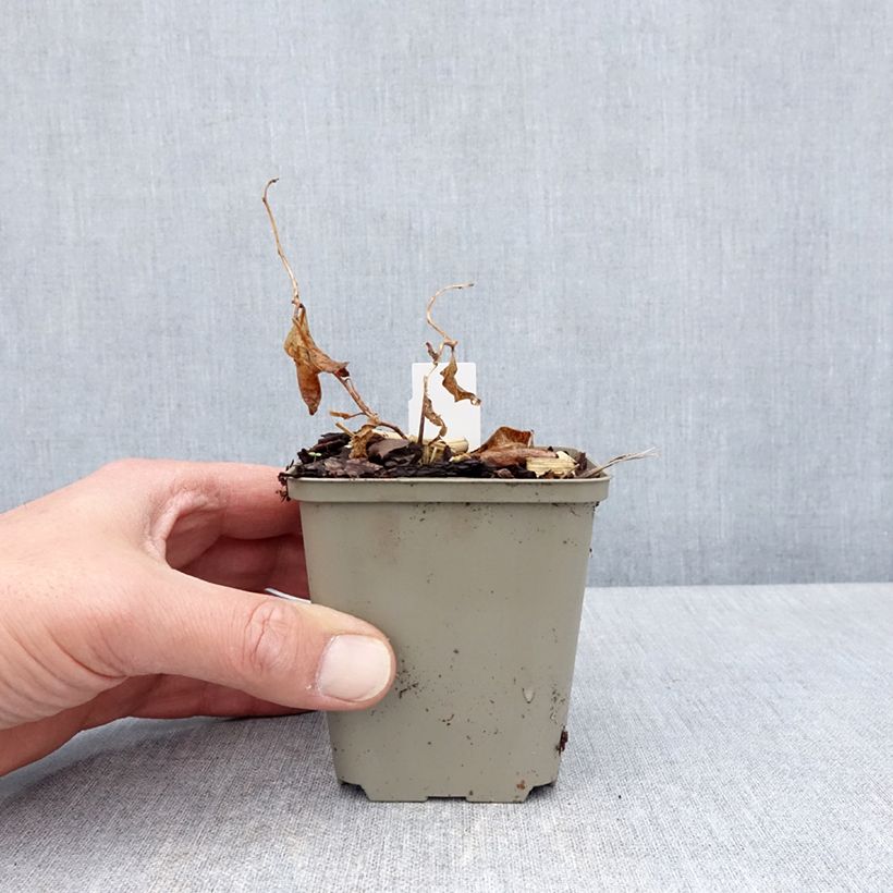 Example of Amsonia tabernaemontana Storm Cloud - Amsonie Kleine Töpfe von 8/9 cm as you get in printemps