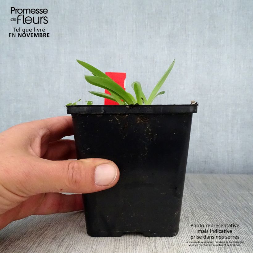 Exemplar von Anacamptis sancta, Orchis sacré - Orchidée vivace Pot de 1,5L/2L wie im Herbst geliefert