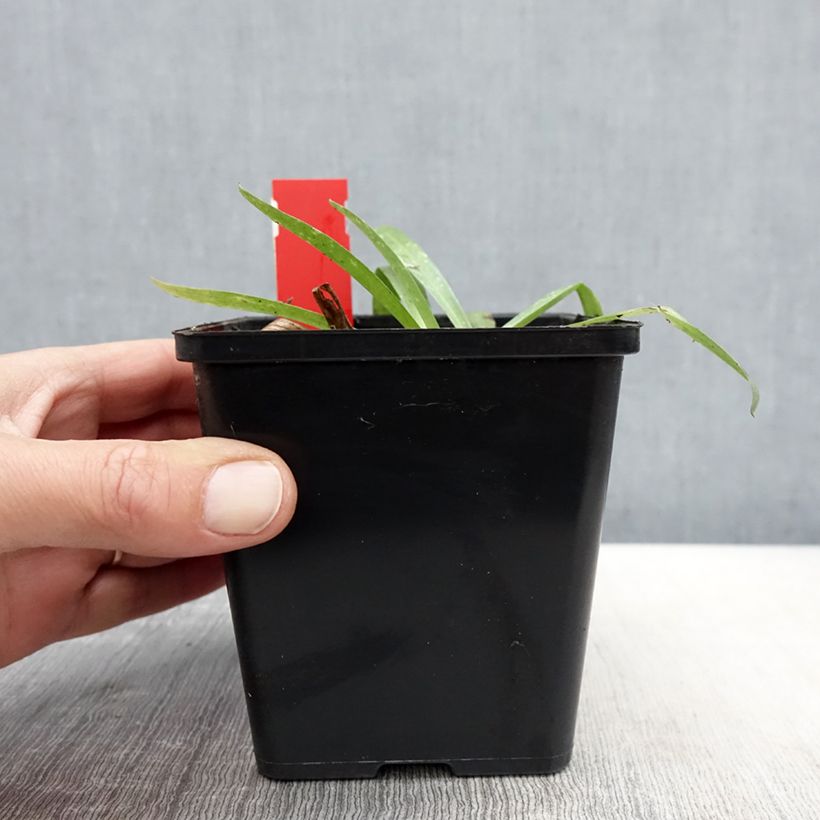 Example of Anacamptis sancta - Heiliges Knabenkraut Topf mit 1,5L/2L as you get in printemps