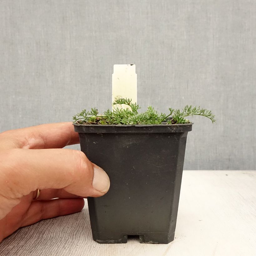 Exemplar von Anacyclus pyrethrum var. depressus - Kreisblume Kleine Töpfe von 8/9 cm wie im Sommer geliefert