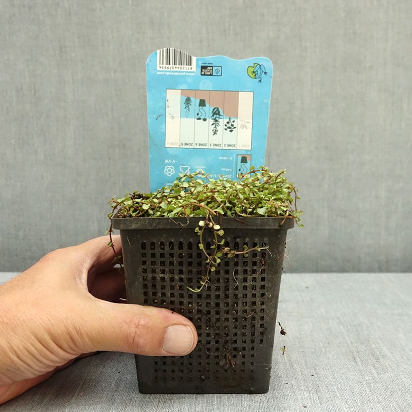 Exemplar von Anagallis tenella - Zarter Gauchheil Topf mit 1L/1,5L wie im Sommer geliefert