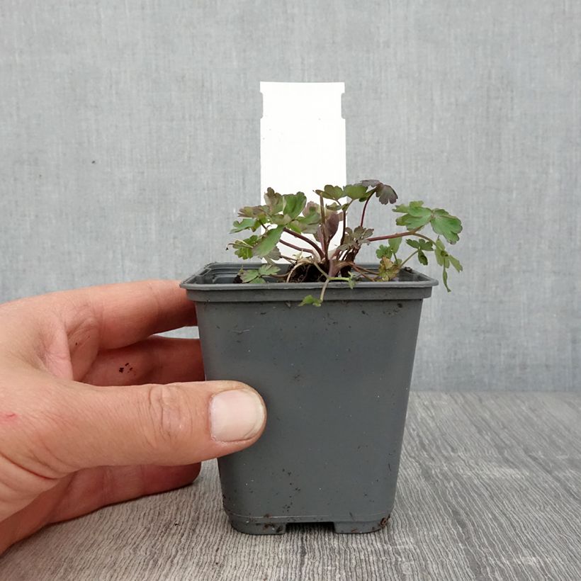 Exemplar von Aquilegia caerulea Rose Queen - Garten-Akelei Kleine Töpfe von 8/9 cm wie im Frühjahr geliefert