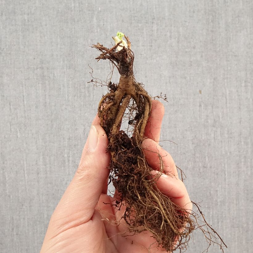 Exemplar von Aquilegia alpina - Alpen-Akelei Wurzelnackt wie im Winter geliefert