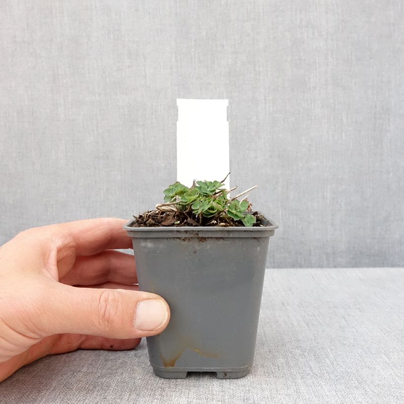 Exemplar von Aquilegia Winky White and White - Kurzspornige Akelei Kleine Töpfe von 8/9 cm wie im Frühjahr geliefert