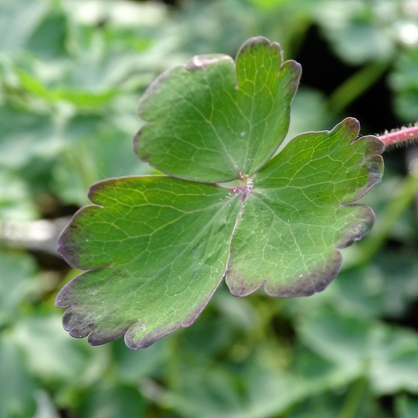 Aquilegia Blue Barlow - Garten-Akelei (Foliage)