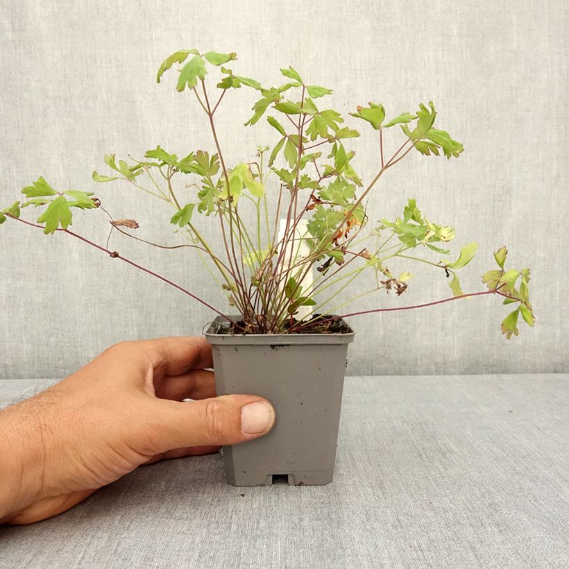 Exemplar von Aquilegia Mac Kana - Garten-Akelei Kleine Töpfe von 8/9 cm wie im Sommer geliefert