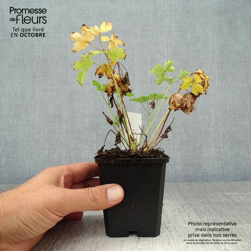 Exemplar von Aquilegia Nora Barlow - Gefüllte Akelei Kleine Töpfe von 8/9 cm wie im Herbst geliefert