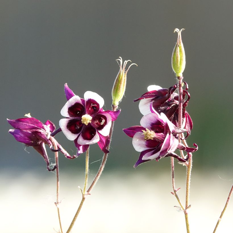 Aquilegia William Guiness - Kurzspornige Akelei (Blüte)