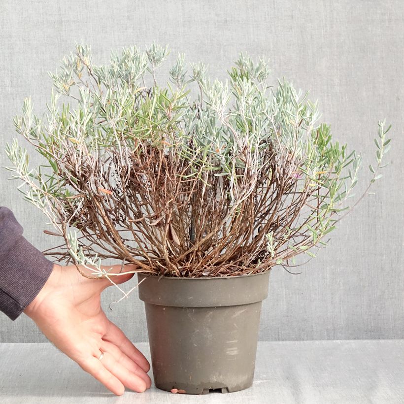 Exemplar von Andromeda polifolia Blue Lagoon - Sumpfrosmarin Topf mit 2L/3L wie im Herbst geliefert
