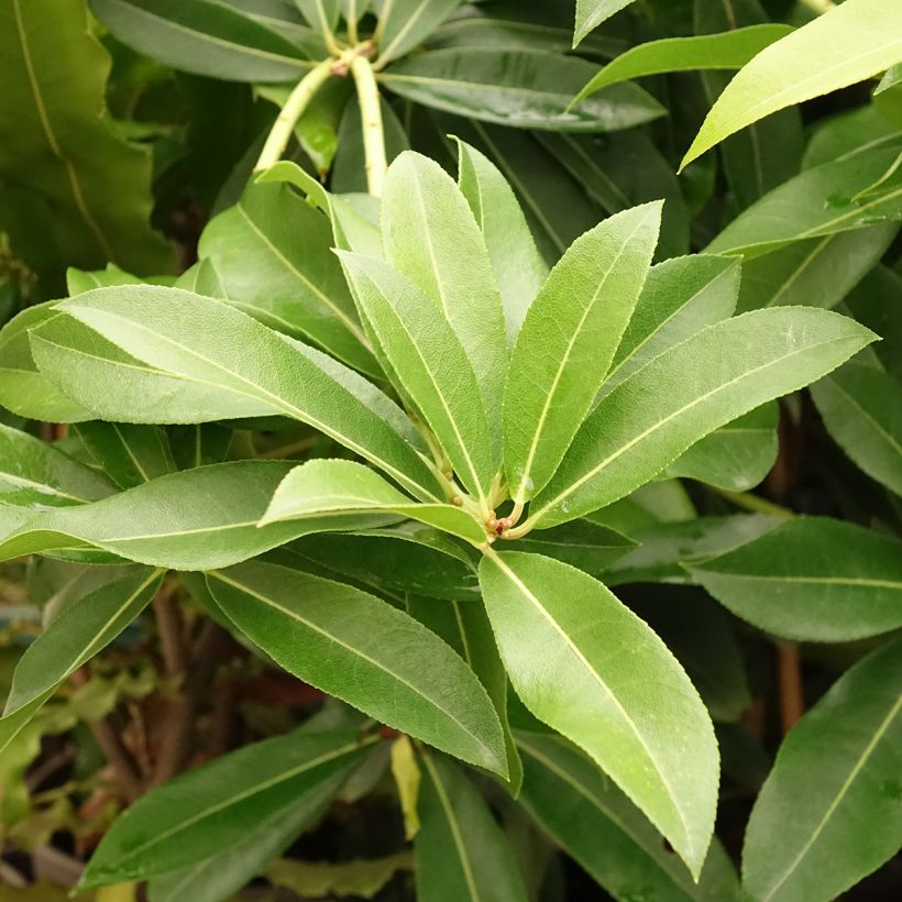 Schattenglöckchen - Pieris formosa var. forrestii (Laub)