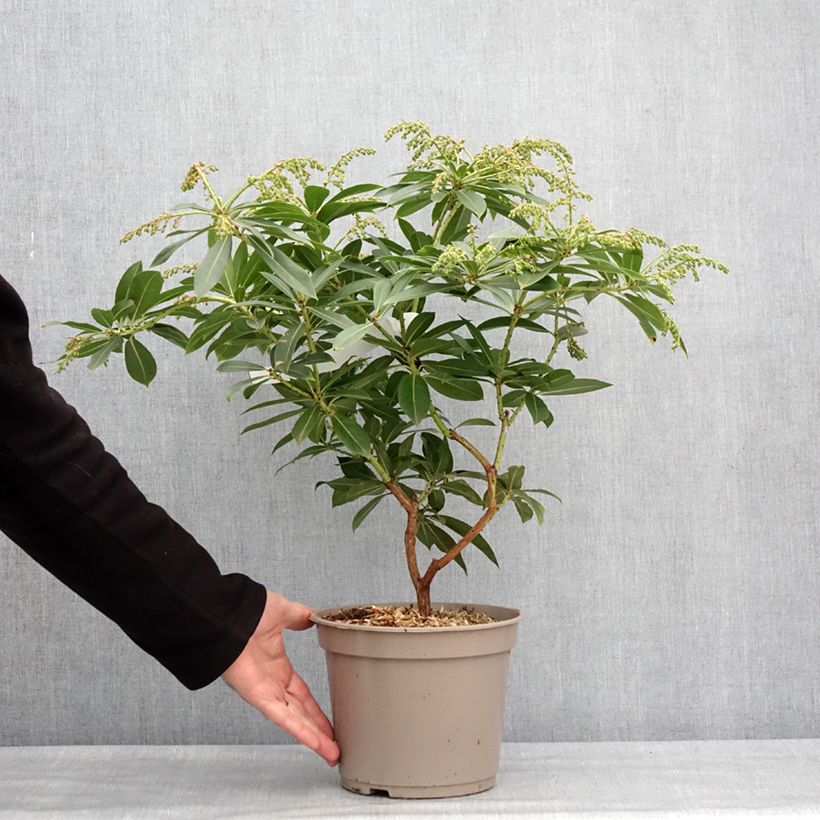 Exemplar von Andromède de Formose - Pieris formosa var. forrestii Pot de 4L/5L wie im Winter geliefert