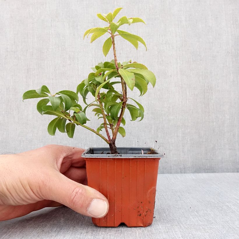 Example of Schattenglöckchen Bonfire - Pieris japonica Kleine Töpfe von 8/9 cm as you get in printemps