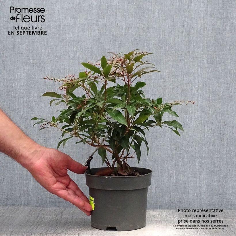 Exemplar von Schattenglöckchen Katsura - Pieris japonica Topf mit 2L/3L wie im Herbst geliefert