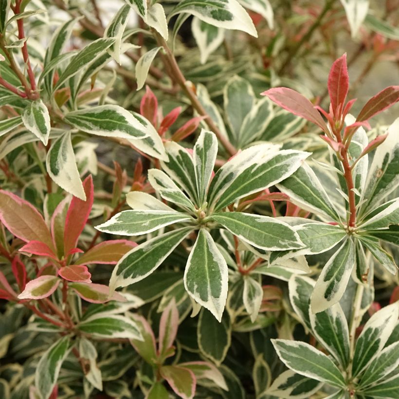 Schattenglöckchen Little Frosty - Pieris japonica (Foliage)