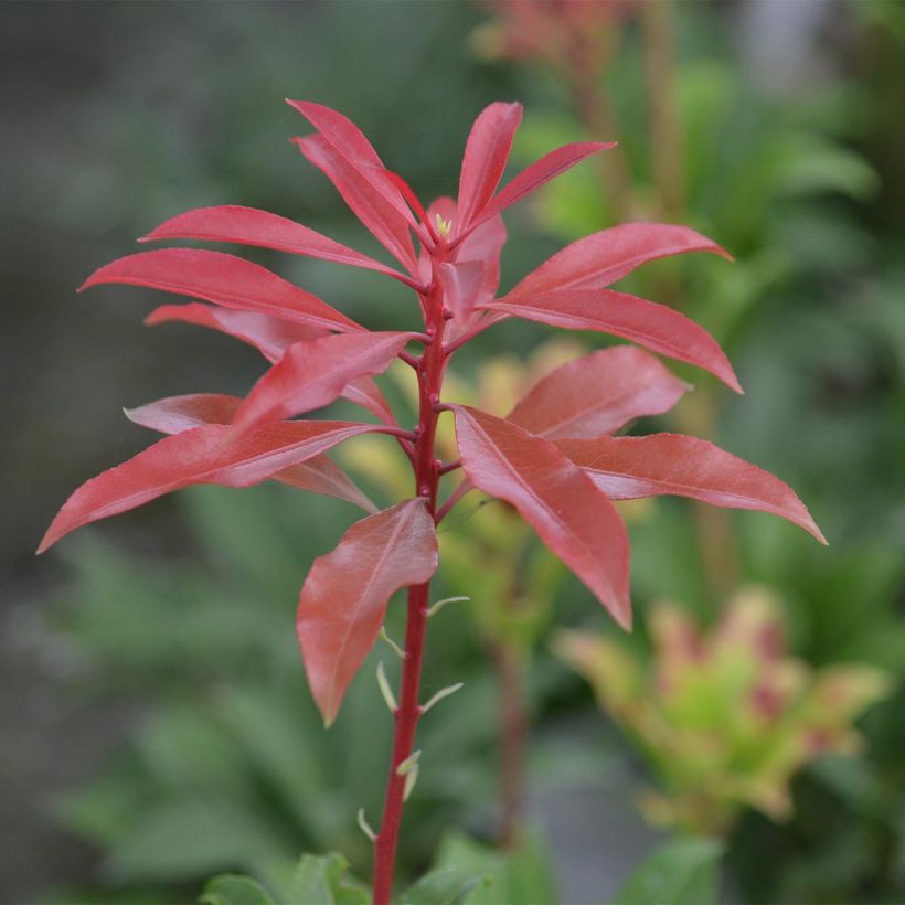 Schattenglöckchen Mountain Fire - Pieris japonica (Foliage)