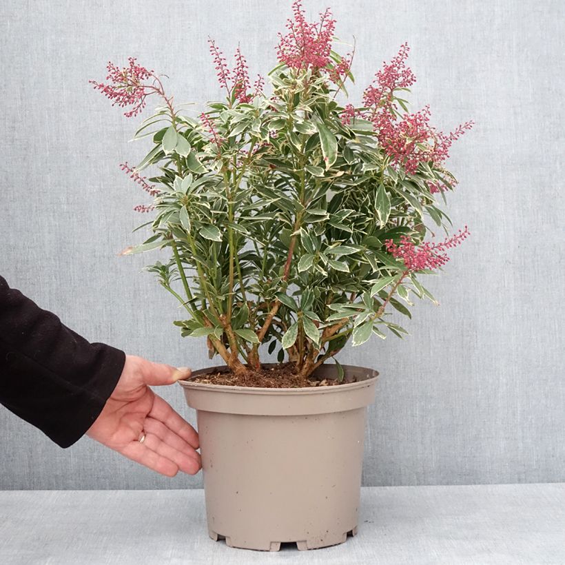 Exemplar von Andromède du Japon - Pieris japonica Polar passion Pot de 2L/3L wie im Winter geliefert