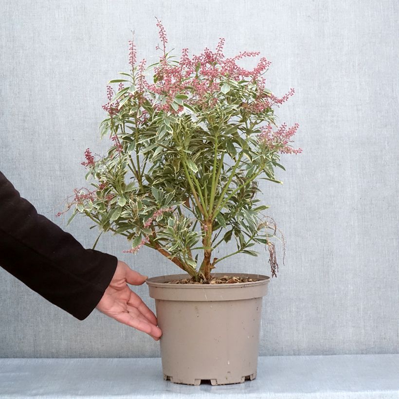 Example of Schattenglöckchen Polar passion® - Pieris japonica Topf mit 2L/3L as you get in printemps