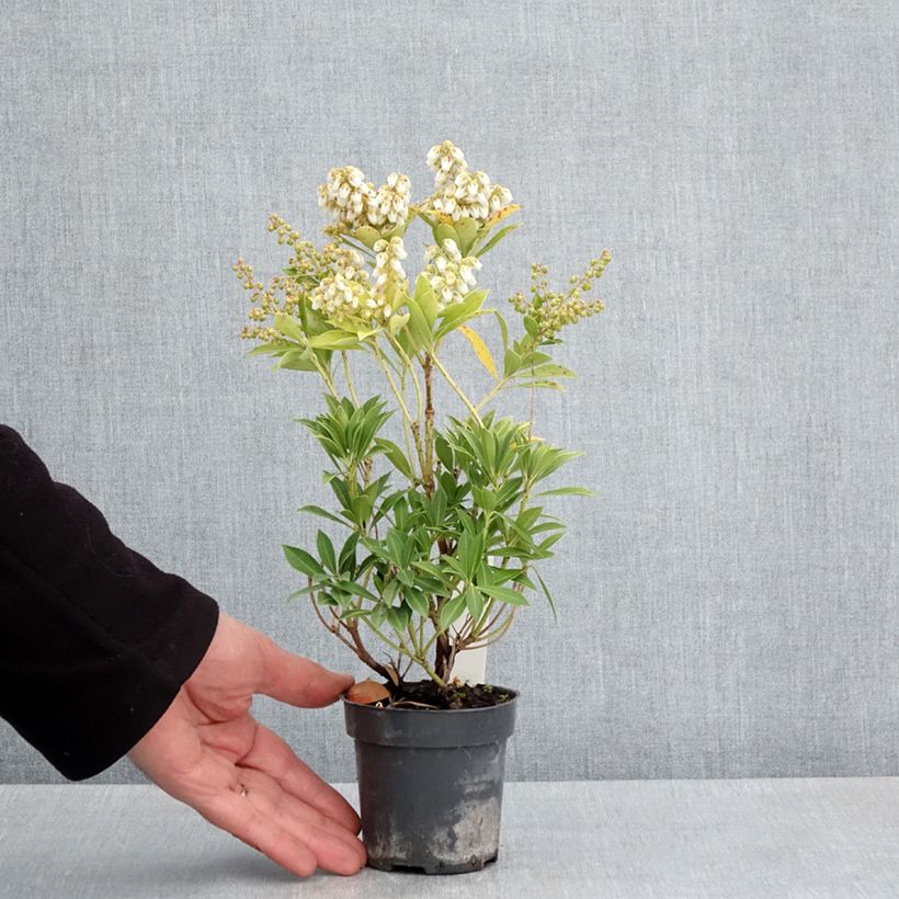 Example of Schattenglöckchen Prelude - Pieris japonica Kleine Töpfe von 8/9 cm as you get in printemps