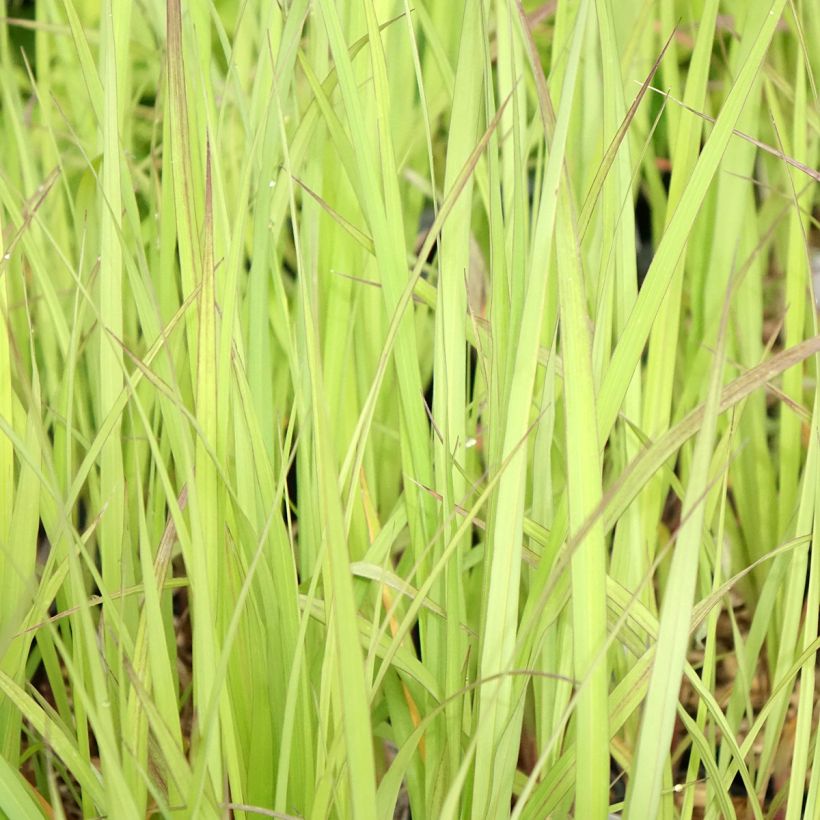 Andropogon gerardii Blackhawks - Bartgras, Gambagras (Foliage)