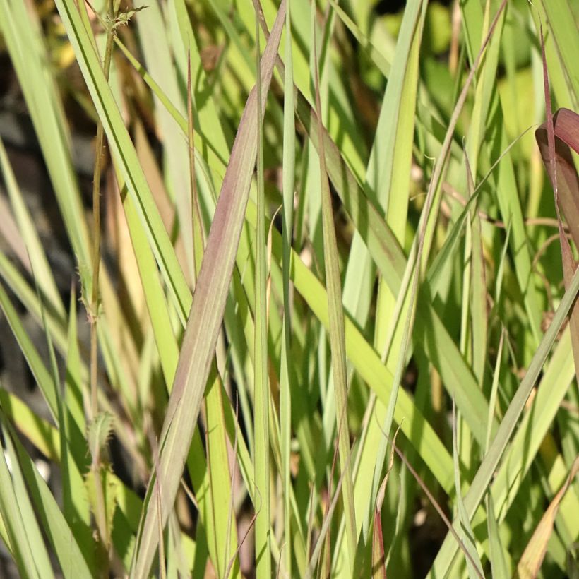 Andropogon gerardii Red October - Bartgras, Gambagras (Laub)