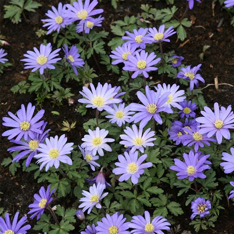 Anemone blanda Blue Shades - Balkan-Windröschen (Wuchs)