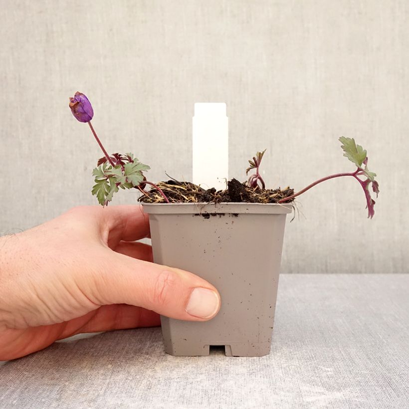 Exemplar von Anemone blanda Blue Shades - Balkan-Windröschen Kleine Töpfe von 8/9 cm Kaliber/Größe 5+ wie im Winter geliefert