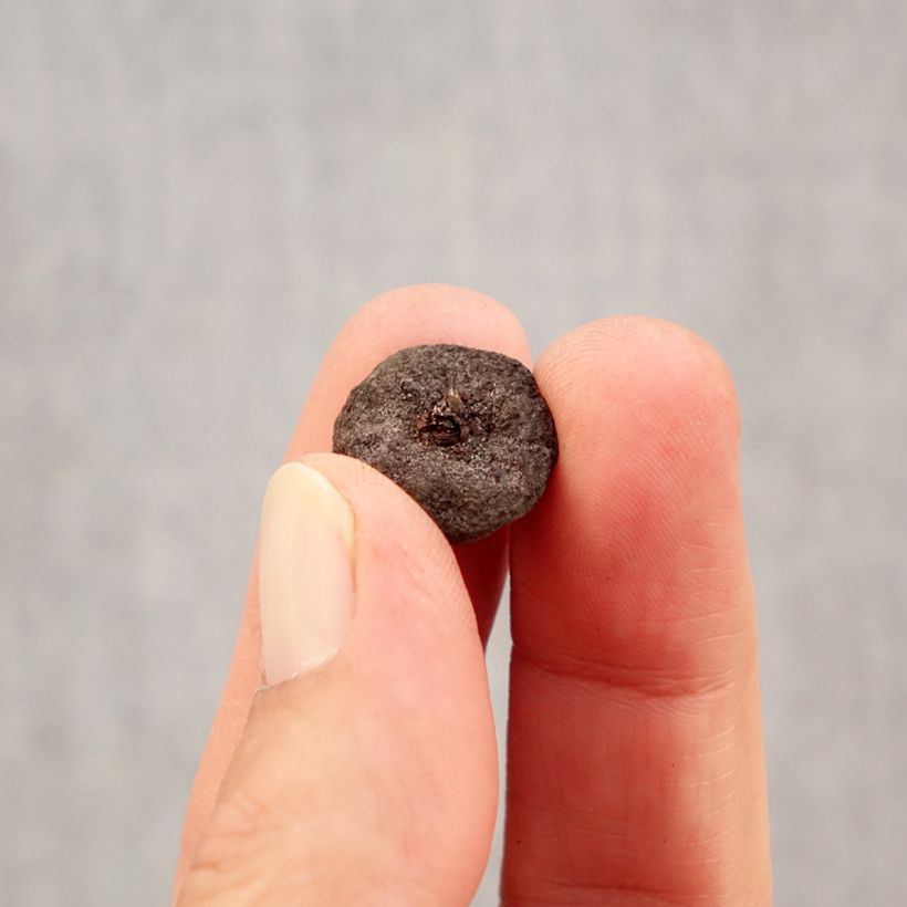 Exemplar von Anemone blanda White Splendour - Balkan-Windröschen Zwiebel Kaliber/Größe 5 wie im Herbst geliefert