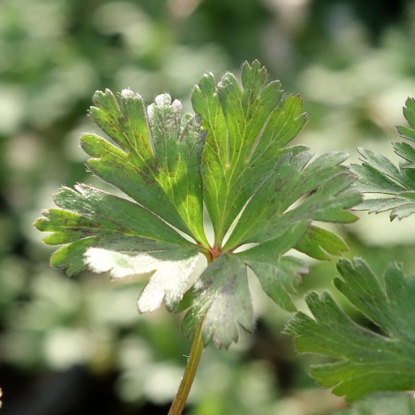 Anemone blanda White Splendour - Balkan-Windröschen (Laub)