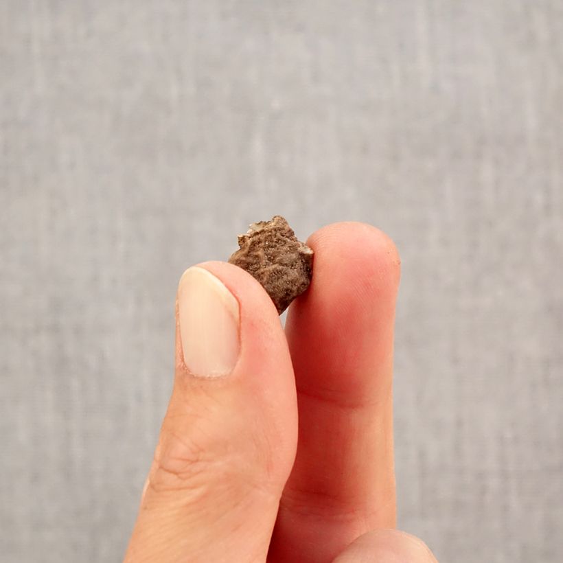 Example of Anemone coronaria double Admiral - Kronen-Anemone Zwiebel Kaliber/Größe 4+ as you get in automne