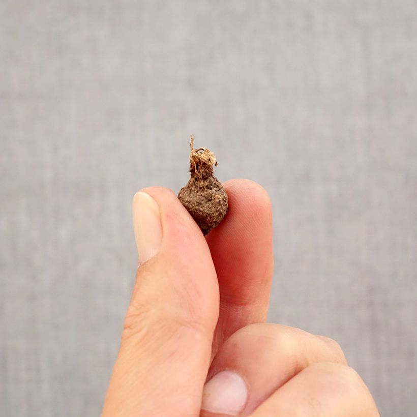 Example of Anemone coronaria The Bride - Kronen-Anemone Zwiebel Kaliber/Größe 5 as you get in automne